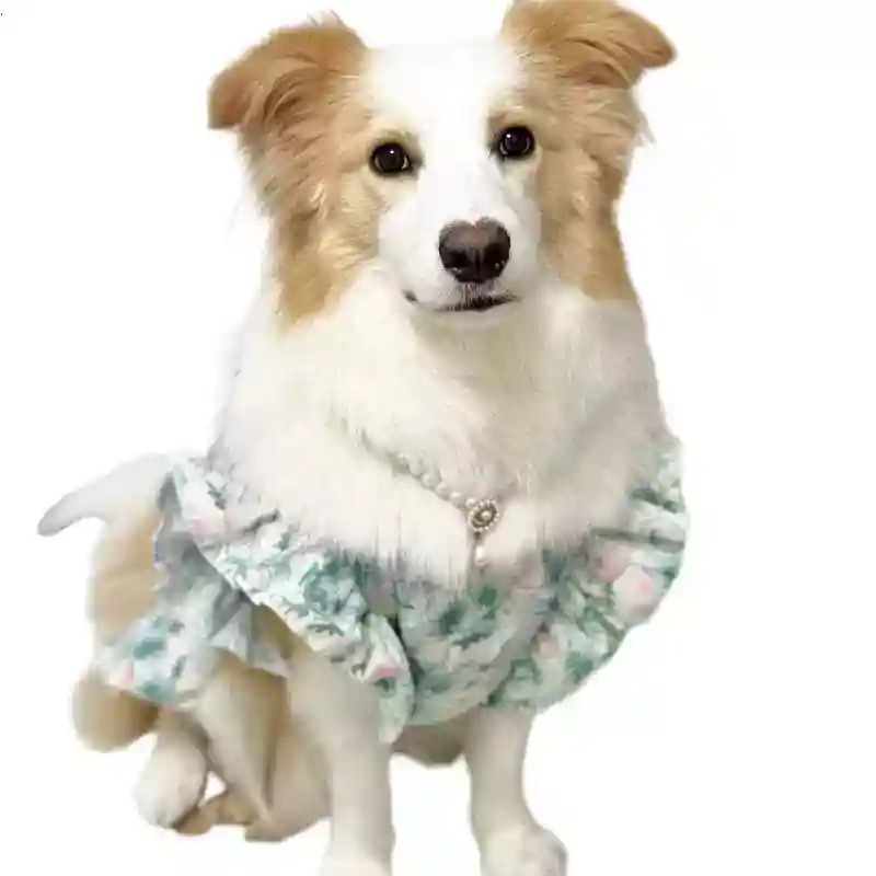 Ropa para Mascotas, Primavera  - Summer Dog Clothing reseña y precio
