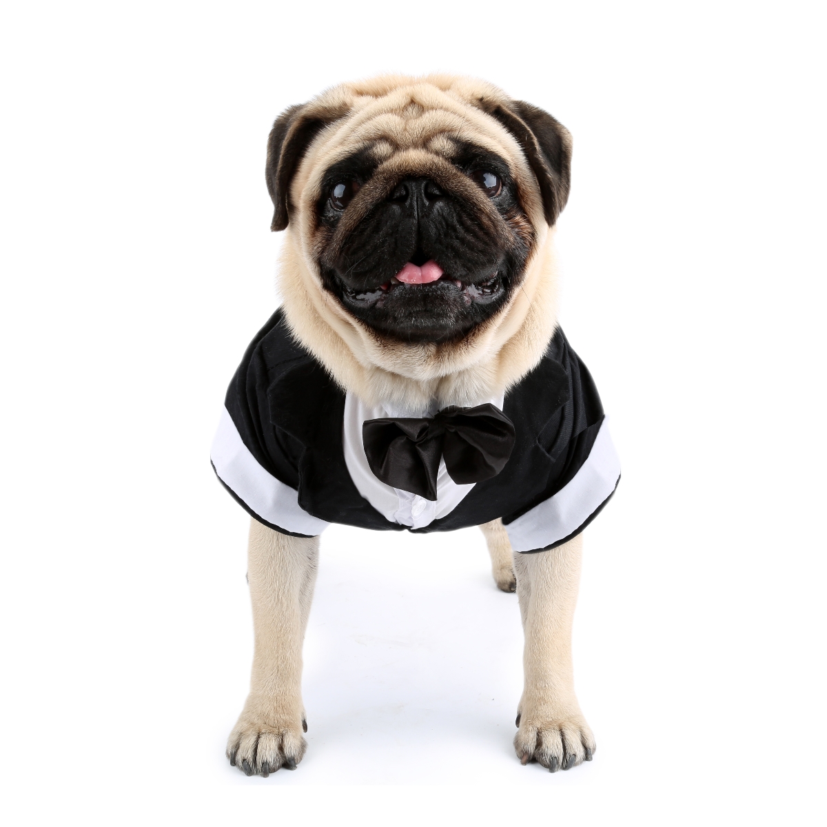 Camisa para perros, ropa para  - Summer Dog Clothing reseña y precio